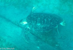 Chelonia mydas