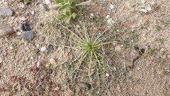 Calycoseris wrightii