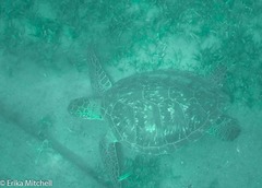 Chelonia mydas