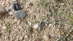 Calycoseris wrightii