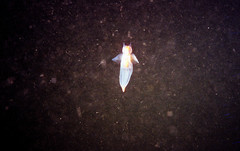 Clione limacina