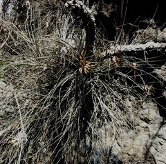 Tillandsia juncea