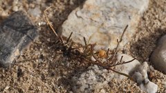 Chaenactis stevioides