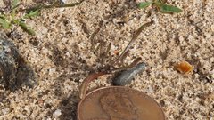 Chaenactis stevioides