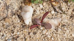 Chorizanthe corrugata