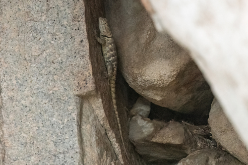 iNaturalist observation photo of Yellow-backed Spiny Lizard