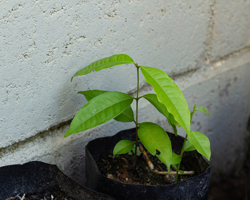 Eugenia ternatifolia, photograph 4