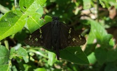 Thorybes dorantes dorantes