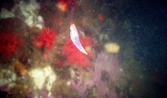 Clione limacina