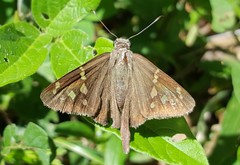 Thorybes dorantes dorantes