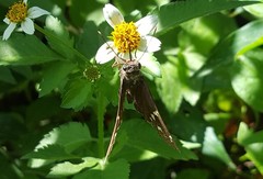 Thorybes dorantes dorantes