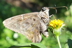 Thorybes dorantes dorantes