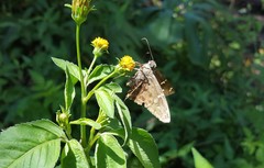 Thorybes dorantes dorantes