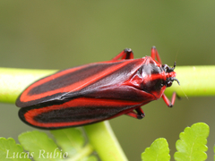 Typeschata marginata