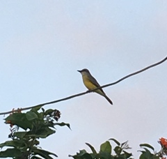 Tyrannus melancholicus