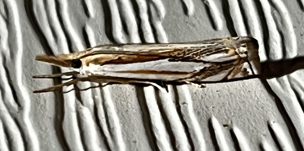 Doublebanded Grassveneer from Goodhue Rd, Derry, NH, US on July 14
