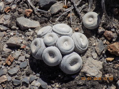 Epithelantha bokei