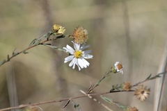Symphyotrichum moranense