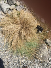 Leptinella filiformis