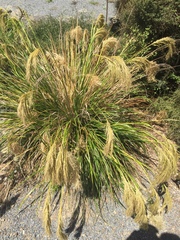 Carex virgata