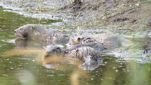 North American River Otter photographed in Wisconsin