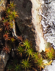 Polytrichum pallidisetum