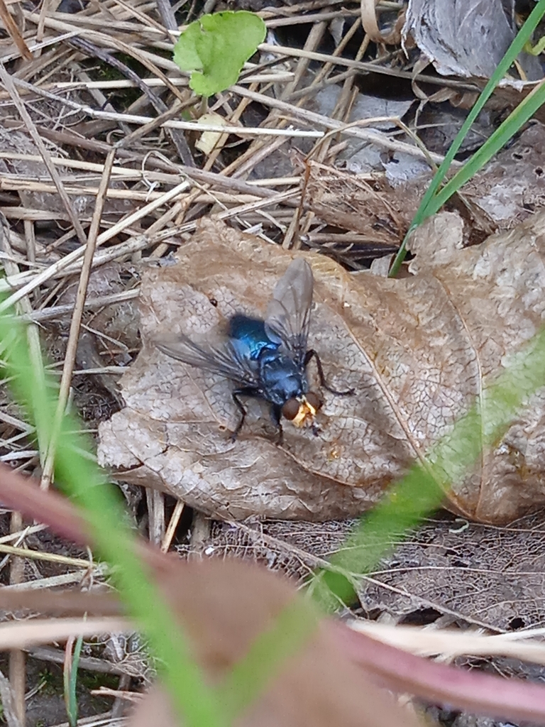 Cynomya from Olomouc on July 15, 2023 at 0446 PM by tjv20 · iNaturalist