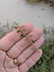 Euphorbia magdalenae