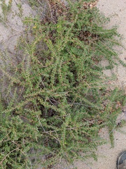 Euphorbia magdalenae