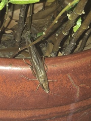 Neoconocephalus triops
