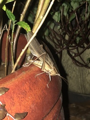 Neoconocephalus triops