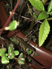 Neoconocephalus triops