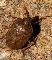 Hymenarcys nervosa