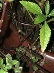 Neoconocephalus triops