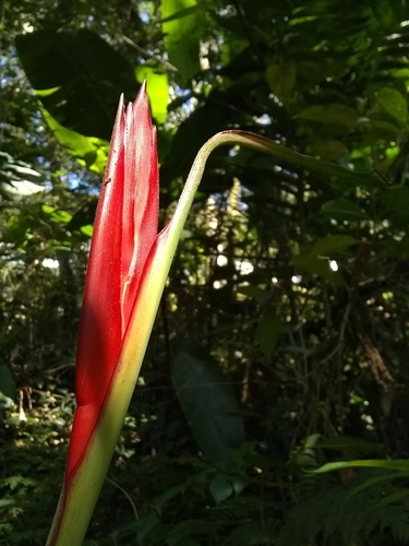Heliconia schiedeana (Heliconia schiedeana)
