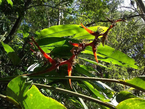 Heliconia schiedeana, photograph 6