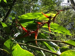 Heliconia schiedeana, photograph (c) Oscar Marín, some rights reserved (CC BY-SA)