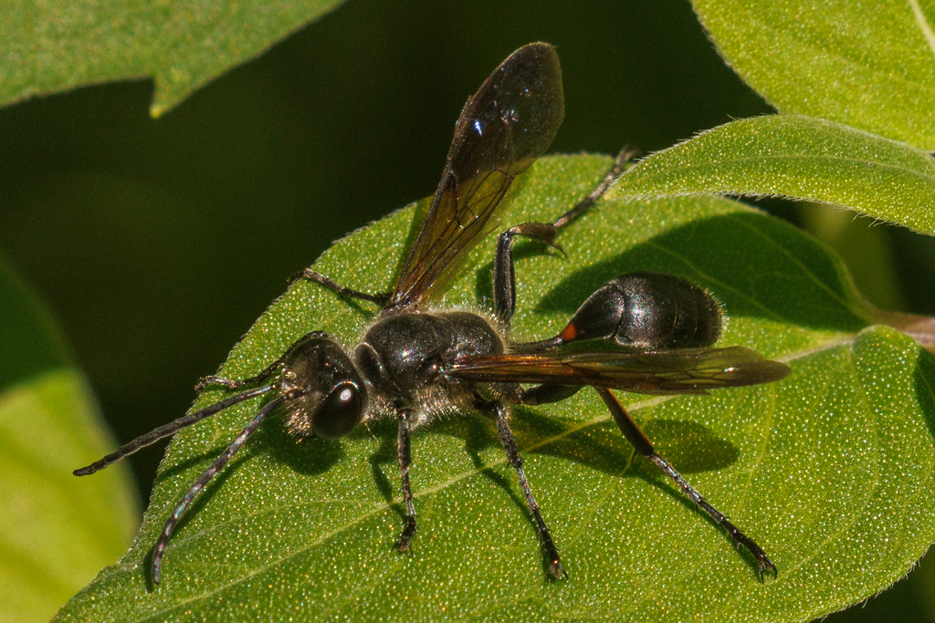 Grass carrying Wasps In July 2023 By Clcaprette INaturalist