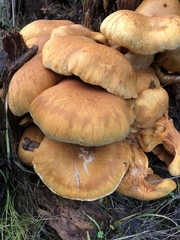 Gymnopilus ventricosus image