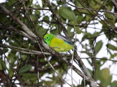 Chlorophonia cyanea