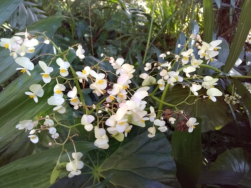 Image of Begonia nelumbiifolia by (c) Oscar Marín, some rights reserved (CC BY-SA)