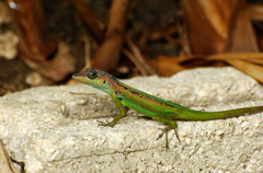 Anolis extremus