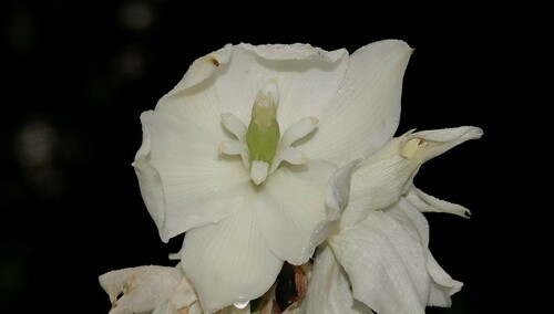 Image of Yucca flaccida by (c) Paul Prior, some rights reserved (CC BY)