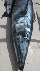 Acanthocybium solandri