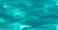 Sphyraena borealis