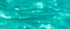 Sphyraena borealis