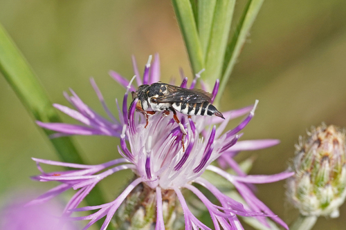 Red-legged Sharp-tail Bee