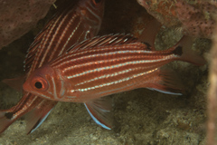 Sargocentron cornutum