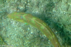 Halichoeres radiatus