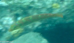 Halichoeres radiatus